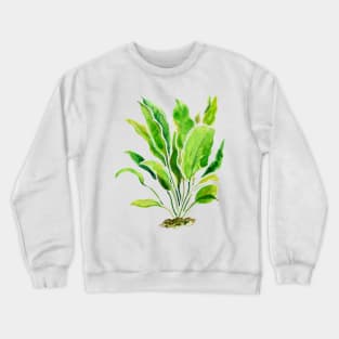 Aquarium Plants Series Amazon Sword Crewneck Sweatshirt